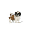 ROYAL CANIN Shih Tzu Puppy 500g